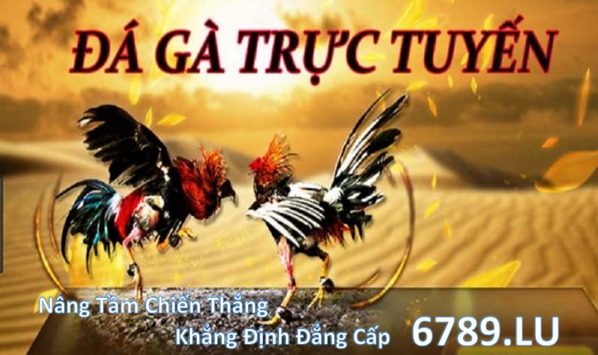 Trực tiếp đá gà thomo C1 tại 6789.lu 