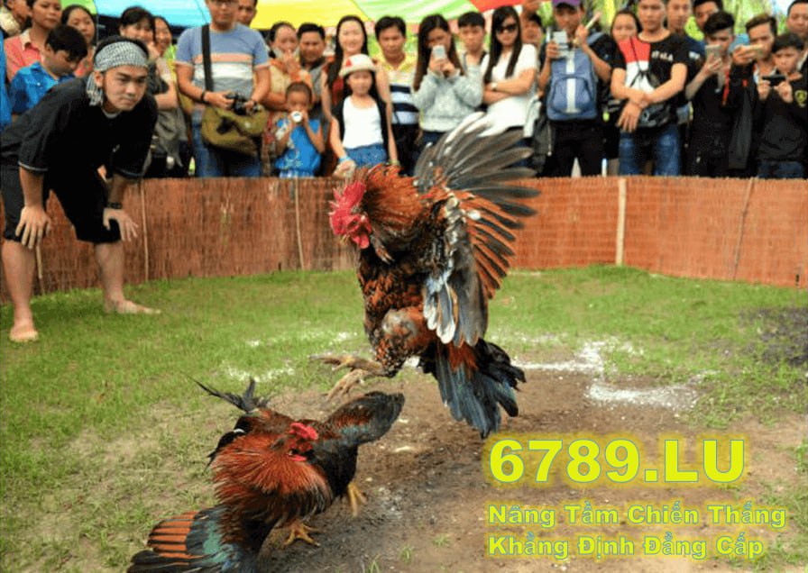 Hình ảnh trường gà thomo 